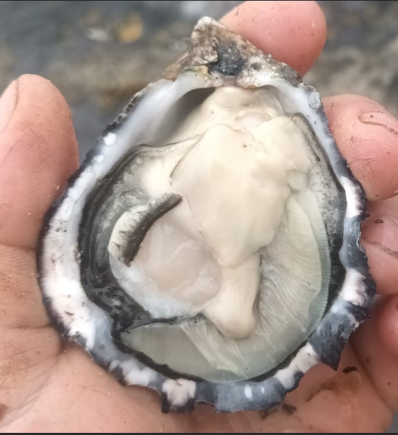 Half-grown foyle oyster