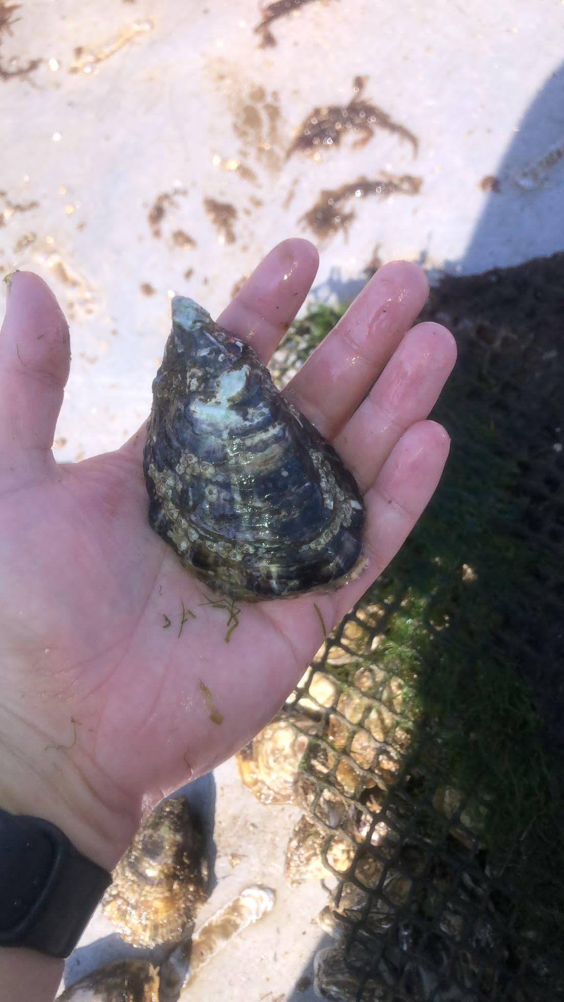 oyster-in-hand