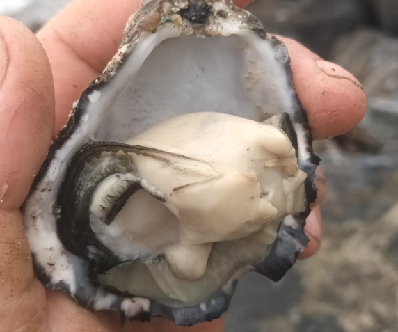 Oyster-meat-halfgrown